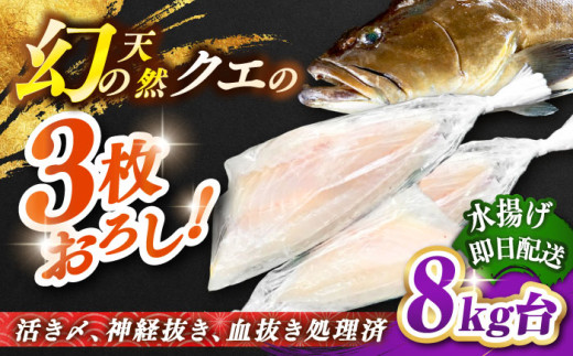 天然クエ（8キロ台・3枚おろし） 《壱岐市》【壱岐島　玄海屋】[JBS061] クエ 魚 刺身 しゃぶしゃぶ    59万 600000 600000円 60万円