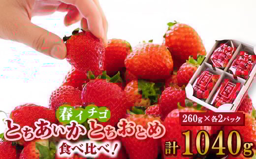 いちご生産量日本一栃木産　春イチゴ『とちおとめ』『とちあいか』 (260g×4パック)食べ比べセット_いちご 苺 とちおとめ とちあいか セット 食べ比べ 人気 おすすめ 送料無料 贈答 ギフト 栃木 佐野 冷蔵 春いちご【1489767】