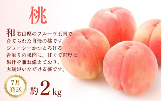 【3ヶ月定期便】和歌山産 フルーツ定期便 人気の桃・梨・ピオーネ 旬のフルーツを毎月お届け♪ / フルーツ フルーツ フルーツ フルーツ フルーツ フルーツ フルーツ 果物 定期便 お取り寄せ【tkb