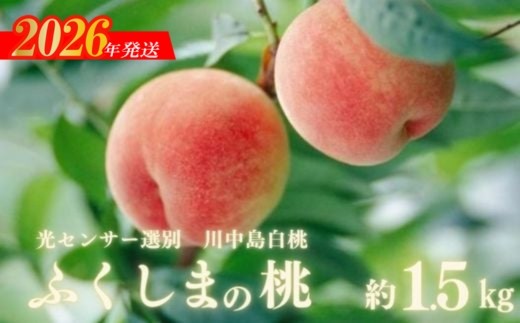 No.2920ふくしまの桃「光センサー選別川中島白桃」約1.5kg【2026年発送　先行予約】