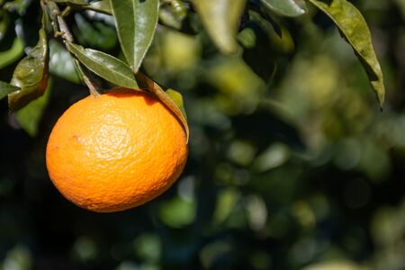 【先行予約】いのうえ農園の南柑20号 3kg ※離島への配送不可（2025年12月上旬より順次発送）  IKTAI005