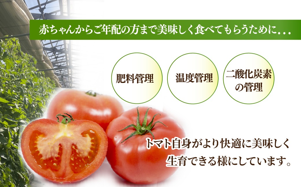 トマトピューレ トマト とまと 完熟 完熟トマト トマトジュース ピューレ 野菜 調味料 濃厚 トマトソース 煮込み料理