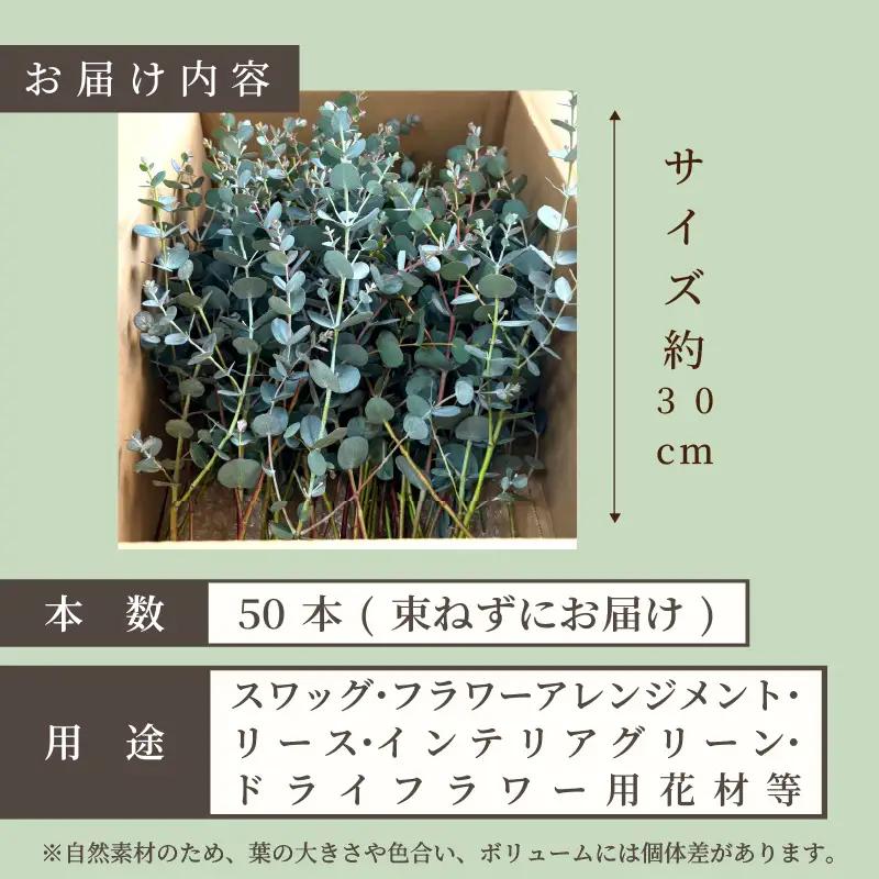 フレッシュ グニユーカリ / 約30cm 約50本 | 【2026年9月上旬頃より順次発送予定】ユーカリ ゆーかり 【KNN010】