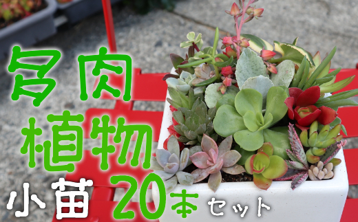 多肉植物の小苗２０本セット（２０種類アソート）