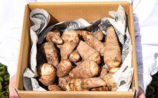 やまがた伝統野菜 「子姫芋（里芋）」3kg 《土付き》 山形県産 令和7年産 【2025年11月中旬頃～2026年3月頃配送予定】　012-B-MM037 3kg 《土付き》