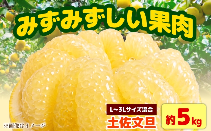 
                  【先行予約】土佐文旦 家庭用 約5kg（L～3Lサイズ混合：8～13玉入り） 先行予約 文旦 ぶんたん ブンタン 柑橘 フルーツ デザート 果物 ご当地 人気 お取り寄せ＜2027年1月中旬～順次発送＞【玉木農園】 [BQAJ008]
                