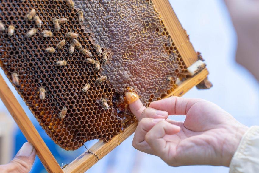 【早期受付】2026年発送『宮古島産はちみつ』（150g）（HJ004）