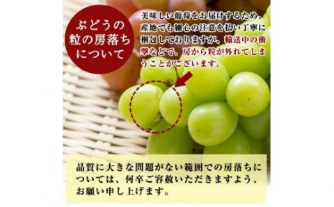B-050 ＜先行予約受付中！2025年8月中旬～9月下旬の間に発送予定＞旬のぶどう詰め合わせ3～5房(約2kg以上)【さくら農園】