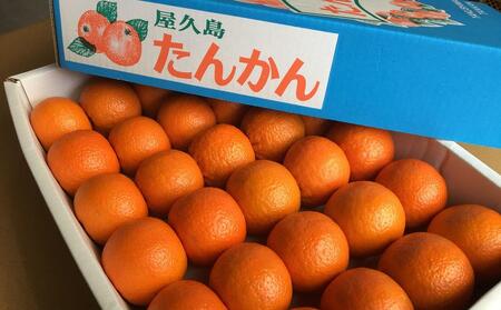 2026年 屋久島産たんかん 約3.5kg・Lサイズ＜先行予約／数量限定＞