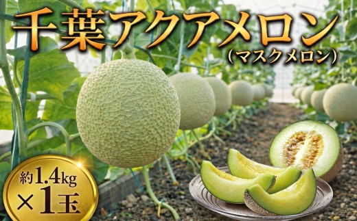 メロン 通年発送 アクアメロン 約1.4kg × 1玉 メロン めろん 青肉 meron マスクメロン ますくめろん 果物 くだもの フルーツ ふるーつ サイズ 大玉 甘い 温室 温室メロン メロン めろん ジューシー 果肉 デザート おやつ 高糖度 アールスメロン 戸田メロン 千葉 東金