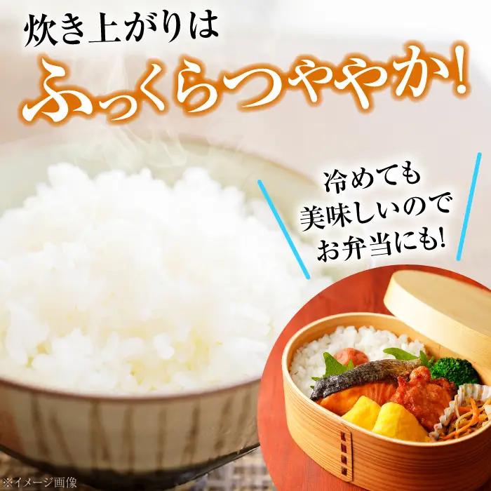 コシヒカリ 5kg×2袋 計10kg [APAJ008] 米