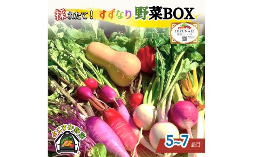 
【ふるさと納税】すずなり採れたて野菜BOX（お試し） 60サイズ 横須賀市 よこすか野菜【野菜 旬 サラダ セット 採れたて おまかせ 新鮮 直送】
