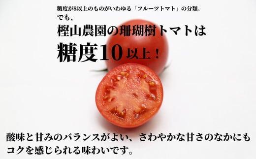 【2025年先行予約】珊瑚樹トマト　S特選 約1kg【糖度10度以上】※2025年春発送＜4月発送＞