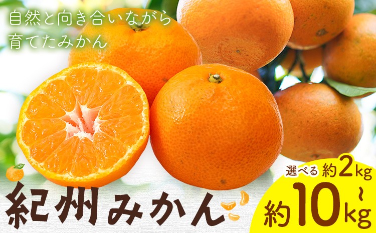 
                  紀州みかん 選べる 約2kg 約5kg 約10kg ときわオンライン《10月中旬-2027年1月下旬頃出荷》和歌山県 紀の川市 フルーツ 果物 柑橘 みかん
                