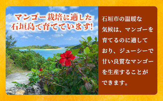《2026年6月下旬～7月下旬発送》【先行予約】最高糖度20度！？ 完熟の極！3Lサイズ 石垣島マンゴー 1玉入り約400g【贈答向け】【 産地直送 完熟マンゴー アーウィン マンゴー 沖縄 八重山 