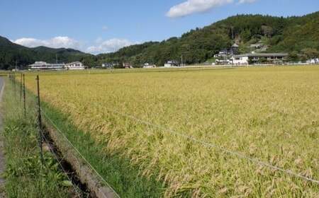 【新米先行予約】 令和8年産 ひとめぼれ 5kg 白米 ひとめぼれ