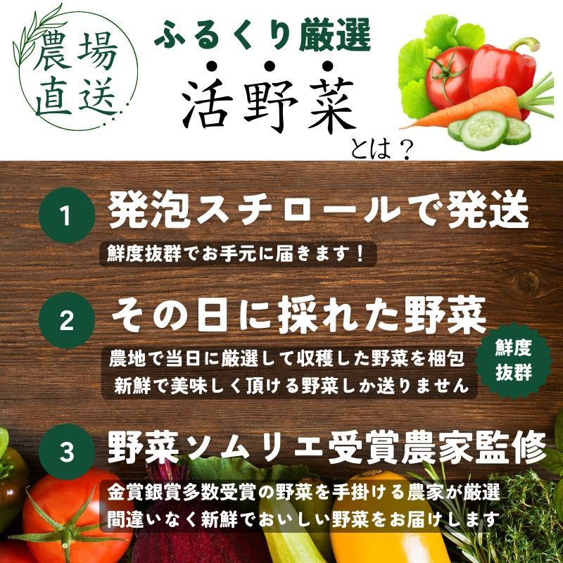 【2回定期便】【野菜ソムリエ厳選】北海道小樽産 旬の活野菜セットL 10種以上 120サイズ