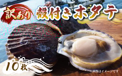 訳あり 殻付き 活ホタテ 10枚 ほたて 帆立 海鮮 魚貝類 魚介類 国産 鍋 お鍋 バーベキュー BBQ 炙り 炙り焼き バター焼き 出汁 夕飯 おかず おつまみ 晩酌 海産物 魚介 三陸 岩手 大船渡