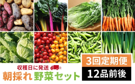 【 全3回 定期便 】【 福岡県 糸島産 】 朝採れ 野菜 セット （ 12品 前後 ） 《糸島》【オーガニックナガミツファーム】 [AGE024]