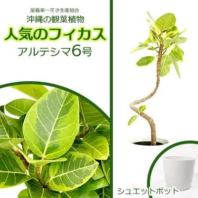 沖縄の観葉植物 フィカス アルテシマ6号 シュエット鉢ポット 観葉植物