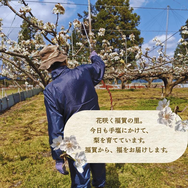 【先行予約】梨 福賀の二十世紀梨 約5kg 12～18玉 山口県阿武町産 高糖度 シャキシャキ食感 数量限定 【2026年8月下旬～9月中旬頃発送】