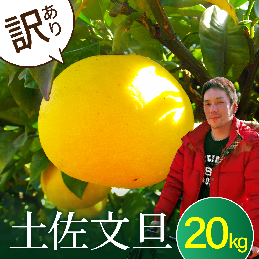 
            【先行予約　2025年2月以降順次発送】高知県産　訳あり土佐文旦20kg(10kg×2箱)・サイズおまかせ　傷・シミ ありの訳アリ品 家庭用 サイズおまかせ 産地直送 フルーツ 果物 在庫限り
          