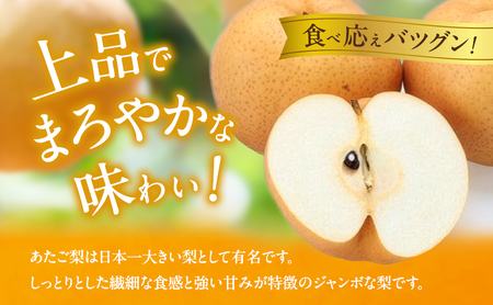 梨 2026年 備前横綱梨（あたご梨） 2玉 (1玉1～1.5kg）贈答箱【11月中旬～12月下旬頃発送】 