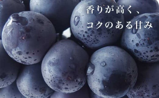 「ぶどうの王様」と呼ばれ、ぶどうの中でも一番人気を誇る巨峰 香りが高く、コクのある甘みをお楽しみ下さい。