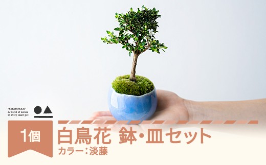 【鉢皿色・淡藤】　白鳥花 ハクチョウゲ  盆栽 植物 石木花 sw-bohkx380 ※沖縄・離島への配送不可