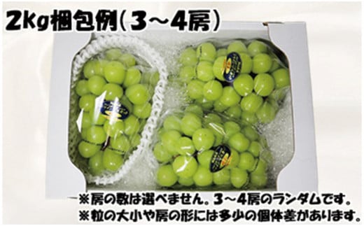 【令和７年発送分】岡山県産 シャインマスカット晴王【秀品】２kg（令和7年9月から11月発送）【 岡山県産 シャインマスカット 秀品 晴王 晴れの国おかやま 】
