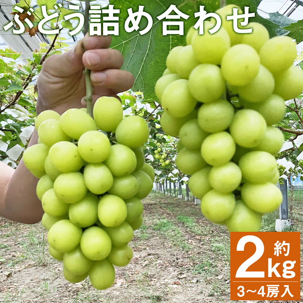 【ふるさと納税】ぶどう 詰め合わせ 約2kg 3〜4種類入り 3〜4房 葡萄 ぶどう ブドウ フルーツ マスカット ランダム おまかせ 果物 国産 九州産 熊本県産 菊池市産 送料無料【2025年8月上旬より順次発送予定】