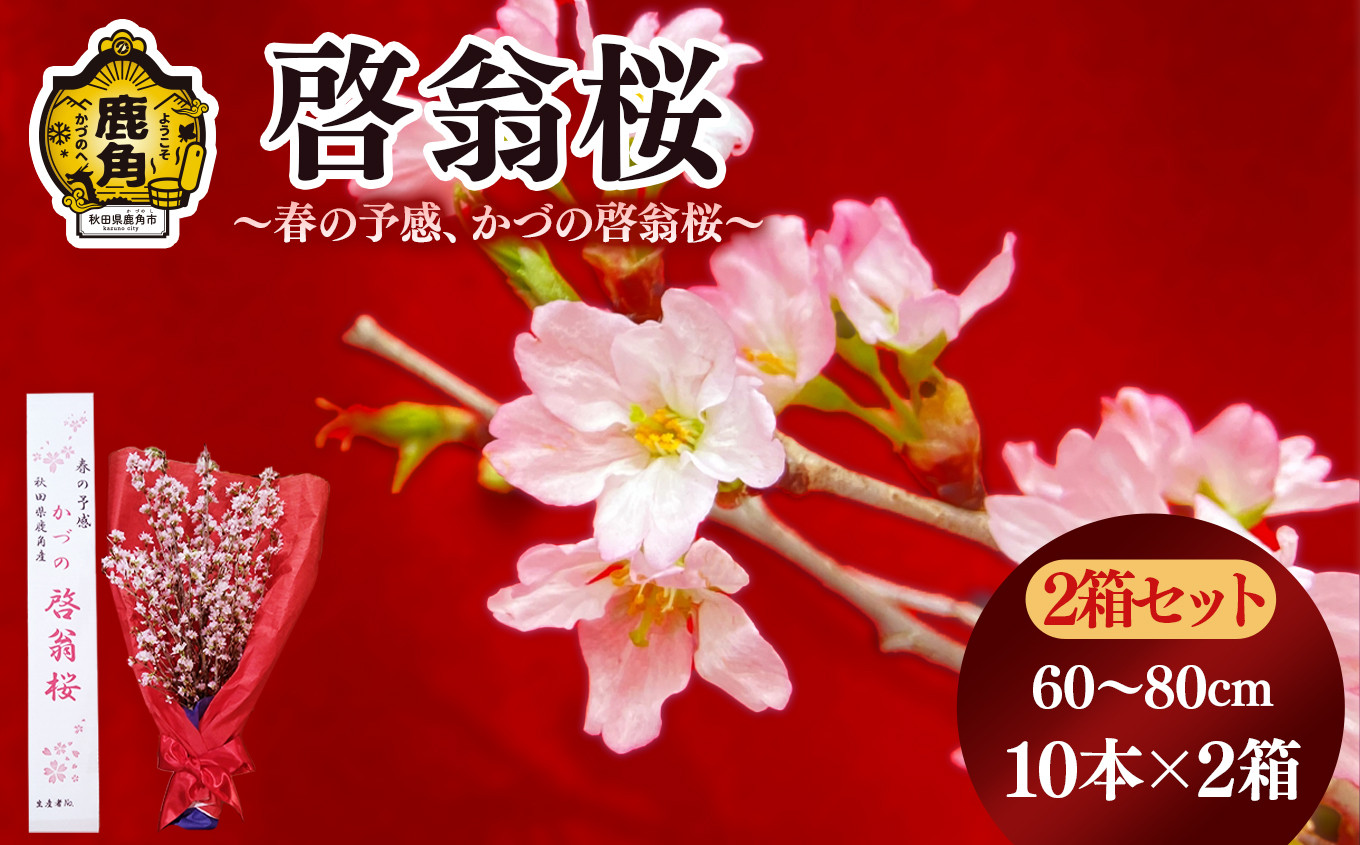 
            啓翁桜（60～80cm × 10本）2箱セット【さとう農園】●12/19までの申し込みで年内配送可能 生花 花 インテリア 春 冬 花見 お正月 結婚 卒園 卒業 プレゼント お土産 母の日 贈り物 贈答用 家庭用 グルメ ギフト 故郷 秋田 あきた 鹿角市 鹿角 送料無料 
          
