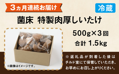 【3ヶ月定期便】菌床肉厚しいたけ（福井県大野市産）500g×3回 計1.5kg[A-003020]