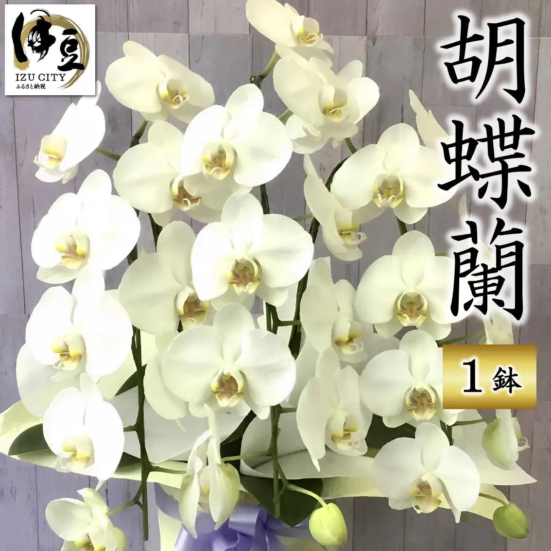 飾りやすいサイズ感 素敵な お花 白い エレガント 胡蝶蘭 1鉢　【静岡 伊豆フラワーギフト 花 贈り物】