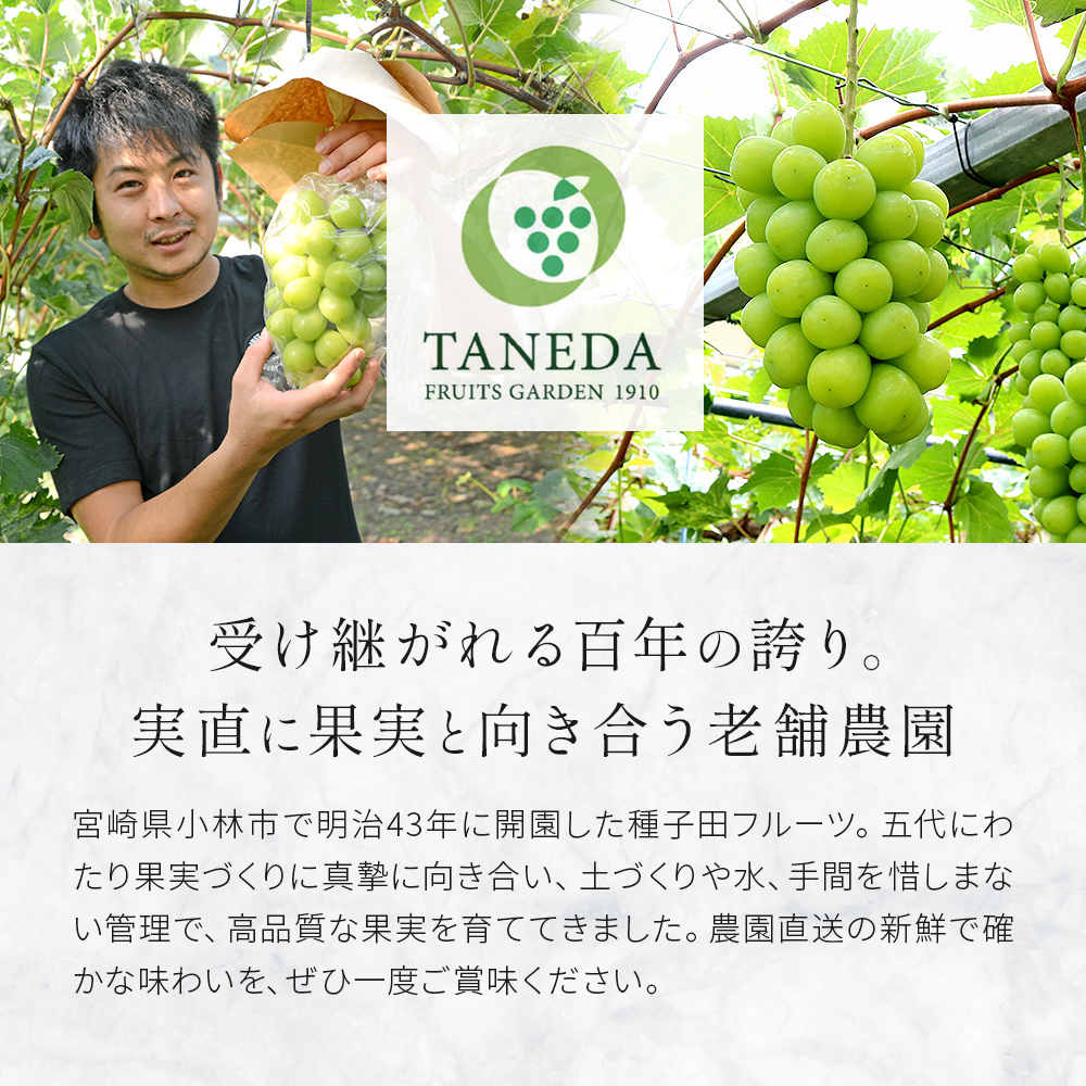 【先行受付・産直もぎたて】大玉 特選 シャインマスカット 800g（国産 フルーツ 果物 くだもの ブドウ ぶどう 旬 先行受付 2025 大玉 厳選 限定）