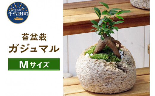 
観葉植物 苔盆栽 ガジュマル 抗火石鉢植え Ｍサイズ （１鉢） 群馬県 千代田町 抗火石 鉢植え インテリア 癒し プレゼント ギフト 贈答用 内祝い お祝い 送料無料 株式会社チャーム
