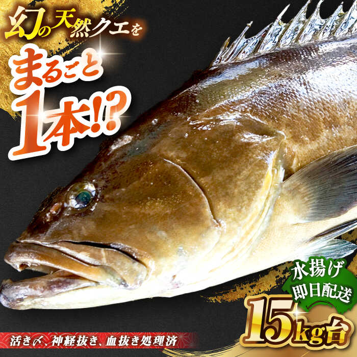 【ふるさと納税】天然クエ（15キロ台・丸もの） 《壱岐市》【壱岐島　玄海屋】[JBS057] クエ 魚 刺身 しゃぶしゃぶ 1100000 1100000円 110万円 のし プレゼント ギフト