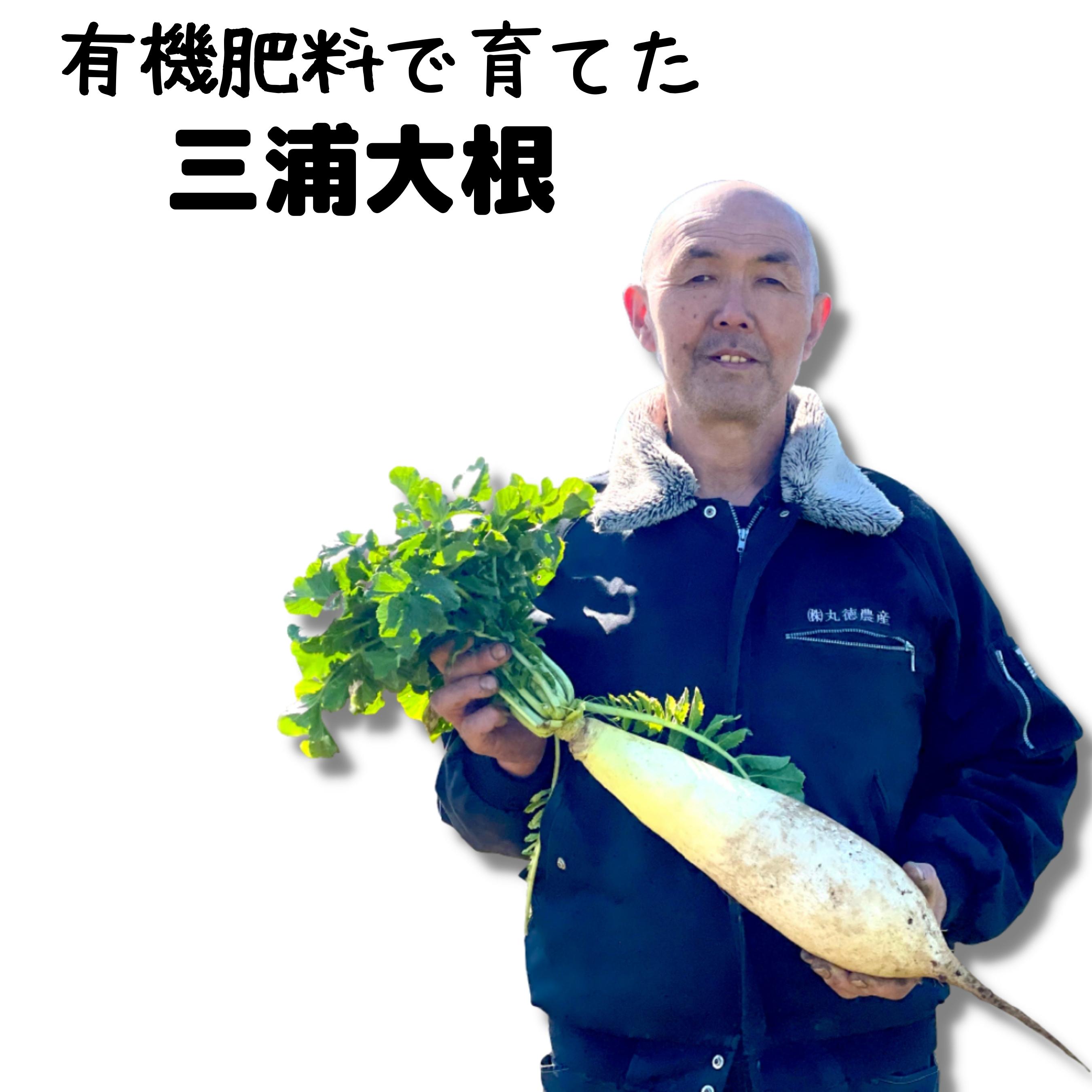 【ふるさと納税】 三浦の特産品 三浦大根 ※ご入金締切2025年12月31日まで 大根 だいこん 野菜 ベジタブル 冬野菜 貴重 柔らかい 太い 大きい 美味しい 切り干し大根 料理 おでん 鍋 三浦野菜 季節の野菜 丸徳農産 神奈川県 三浦市 おすすめ ランキング プレゼント ギフト