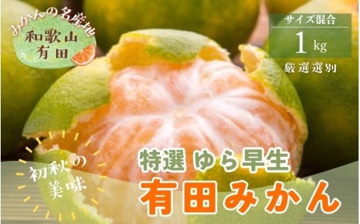
                  【初秋の美味】特選　ゆら早生有田みかん　約1kg+200g(傷み補償分)【2026年10月中旬～11月上旬頃に順次発送予定】【ard234】
                