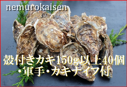 【北海道根室産】殻付カキ150g以上×40個 D-57028