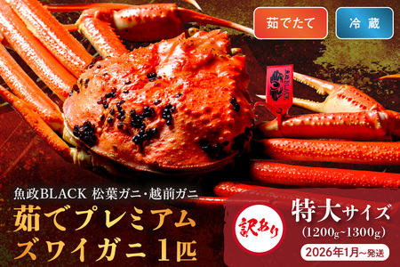訳あり 【蟹の匠 魚政】茹で プレミアムズワイガニ 魚政BLACK（松葉ガニ・越前ガニ） 特大サイズ（1200～1300g） 1匹 (2026年1月～発送) 蟹