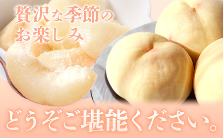 【2026年発送】浅口市産 白桃 約2kg(7～9玉) SUEHIRO農園《2026年6月下旬-8月下旬頃出荷》