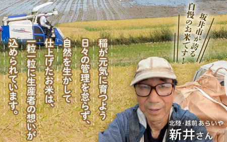 【令和8年産】坂井市産 あきさかり 10kg (5kg×2袋) 【玄米】2026年10月上旬以降順次発送 米 コメ お米 [A-10218_02]