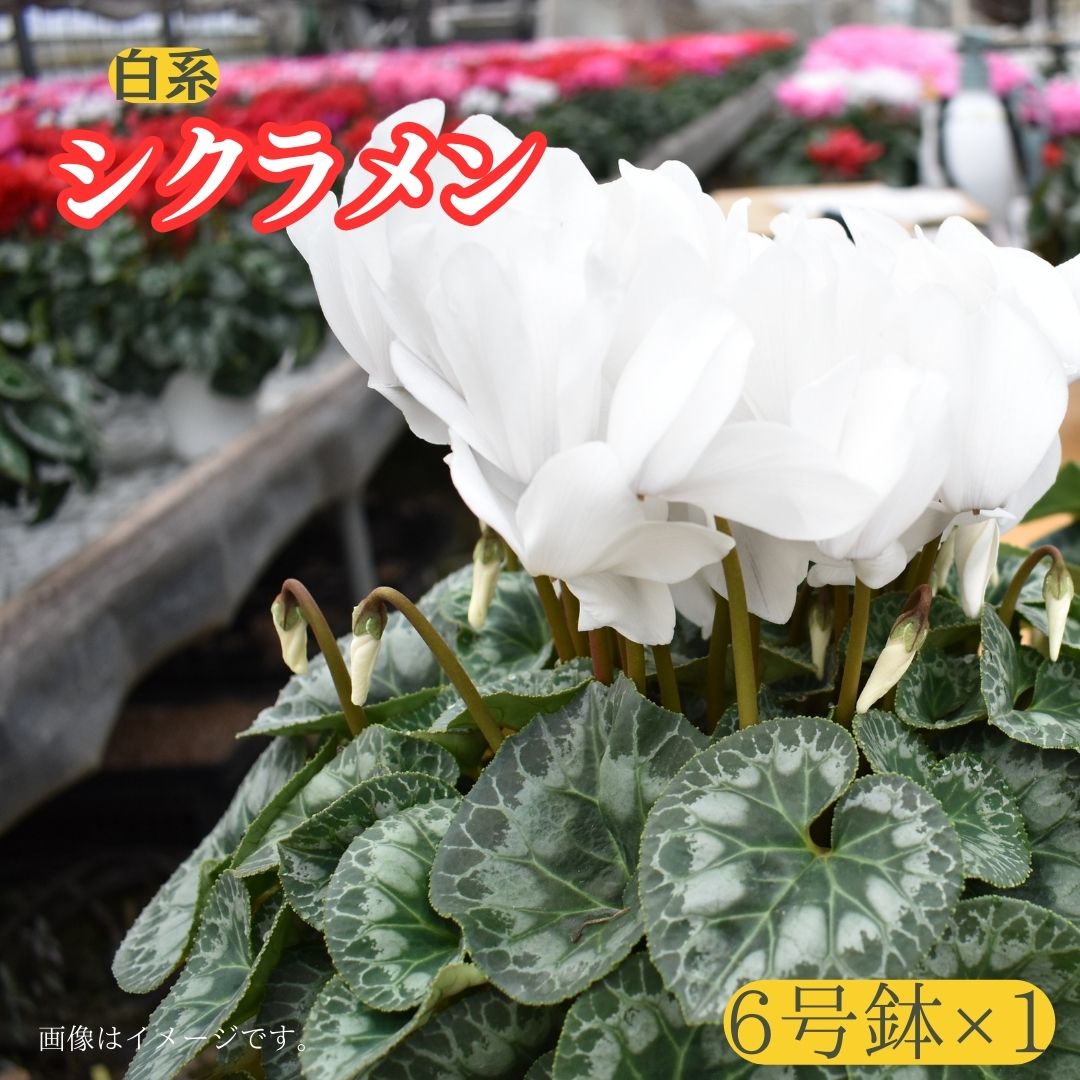 【ふるさと納税】【 シクラメン 】6号鉢×1（ 白系 ）