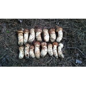 産地直送　岩手県岩泉町産　松茸　小・コロ 500g【配送不可地域：離島】【1632432】