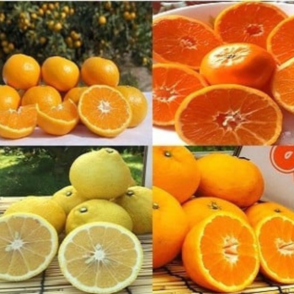 【ふるさと納税】R-36 山本農園のみかんのお楽しみ定期便 4回コース 定期便 温州みかん クレメンティン はれひめ はるか 温州 みかん ミカン 蜜柑 温州蜜柑 温州ミカン クレメンティン はれひめ フルーツ くだもの 果物 ミネラル豊富