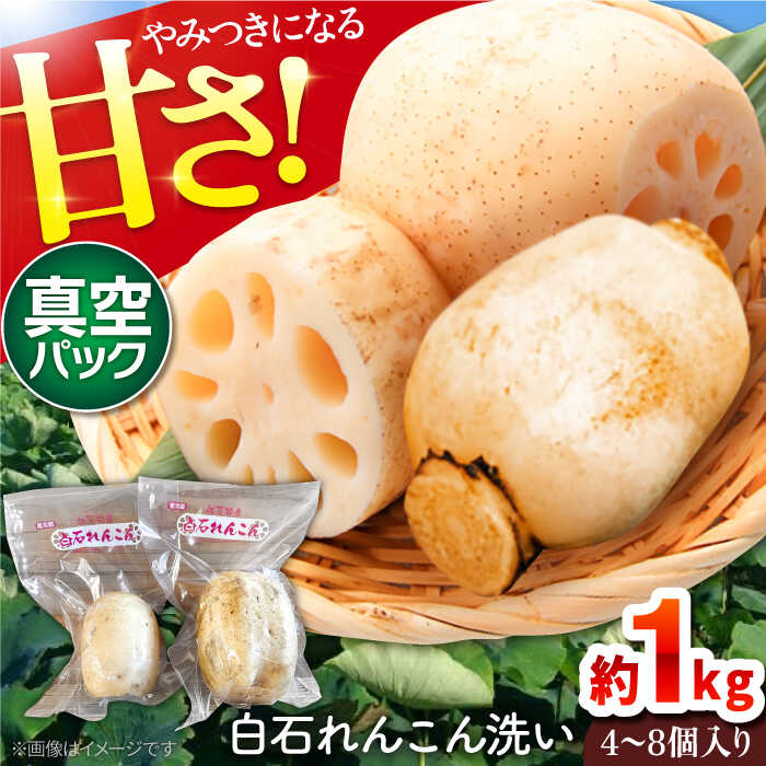 【ふるさと納税】 【令和7年9月以降発送】【真空パック】 やみつきになる甘さ！ 松尾青果のこだわり白石れんこん 約1kg （4-8個入り）【松尾青果】 蓮根 レンコン 野菜 根菜 真空 洗い れんこん 佐賀県 白石町 [IBD007]