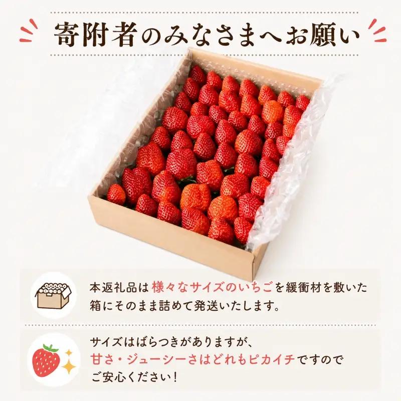 【先行予約】完熟 いちご きらぴ香 1.8kg 【いちご】訳あり 鈴木農園