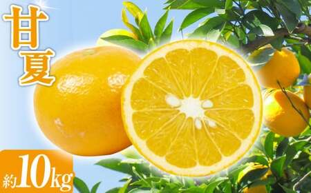 甘夏 約10kg  みかん ミカン 蜜柑 果物 フルーツ 甘夏【2026年4月上旬～5月上旬発送予定】