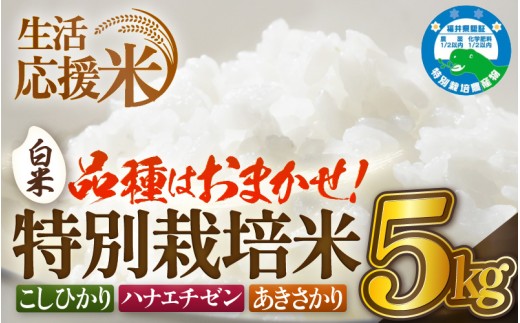 【生活応援米】令和7年産 米 特別栽培米 5kg 福井県越前町産 【白米】【お米 コメ kome 5キロ 家庭用 白米 玄米 農薬5割減】 [e81-a002_01]